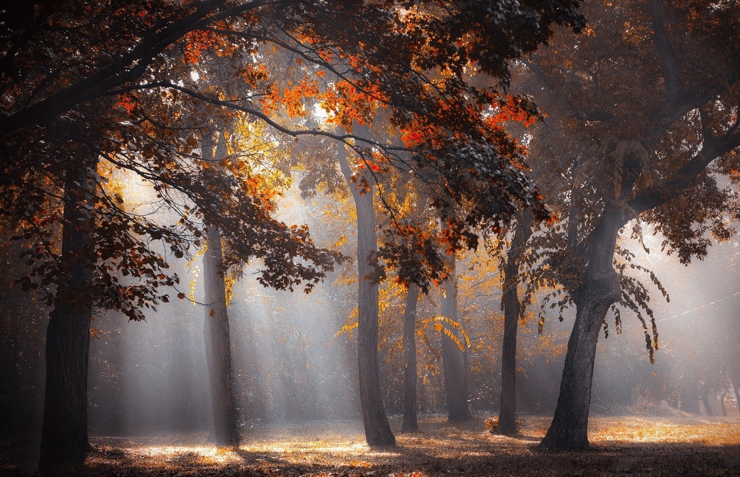 sun Rays, Forest, Fall, Leaves, Trees, Mist, Sunlight, Nature, Landscape Wallpaper
