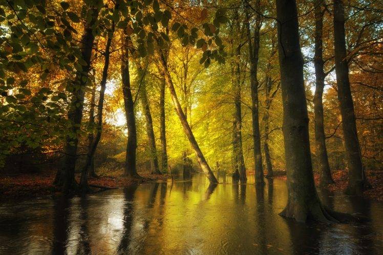 forest, Creeks, Fall, Leaves, Trees, Water, Nature, Landscape HD Wallpaper Desktop Background