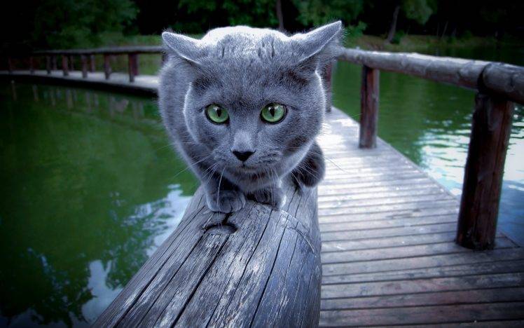 cat, Russian Blue, Animals HD Wallpaper Desktop Background