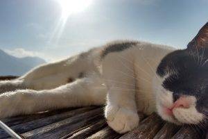 cat, Animals, Italy, Wooden Surface, Sunlight