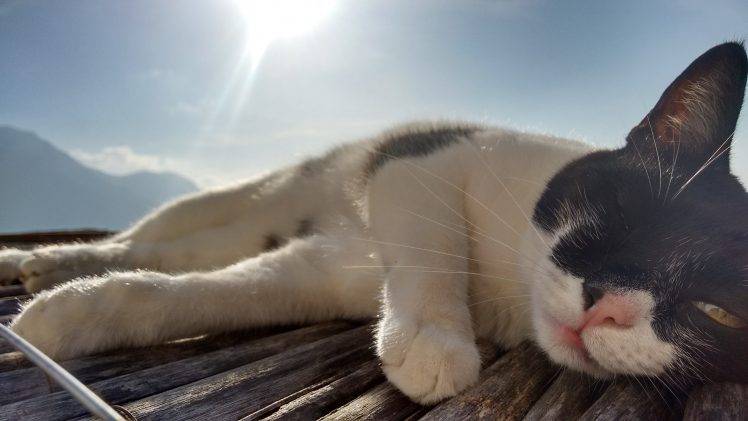 cat, Animals, Italy, Wooden Surface, Sunlight HD Wallpaper Desktop Background