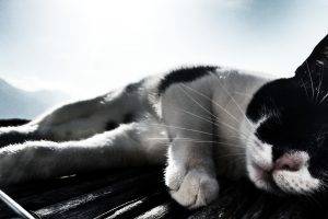 cat, Animals, Italy, Filter, Sunlight