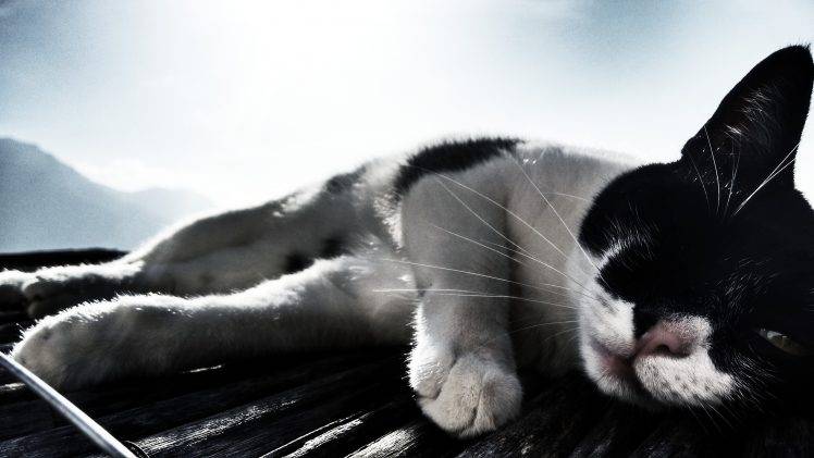 cat, Animals, Italy, Filter, Sunlight HD Wallpaper Desktop Background