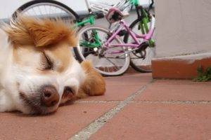 dog, Italy, Sleeping, Animals, Bicycle, Ground