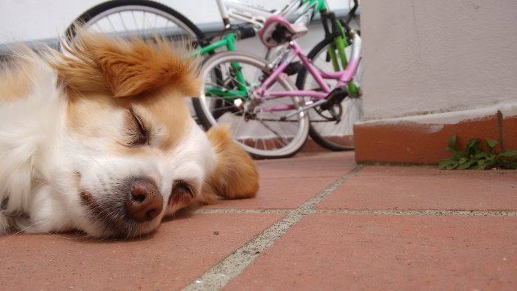 dog, Italy, Sleeping, Animals, Bicycle, Ground HD Wallpaper Desktop Background