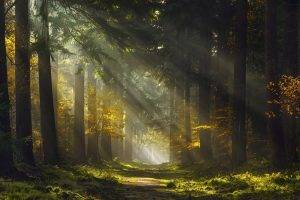 mist, Forest, Sunlight, Trees, Grass, Sunbeams, Path, Nature, Green, Yellow, Landscape