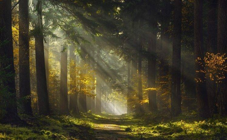 mist, Forest, Sunlight, Trees, Grass, Sunbeams, Path, Nature, Green, Yellow, Landscape HD Wallpaper Desktop Background