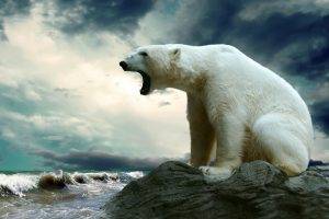 nature, Animals, Polar Bears