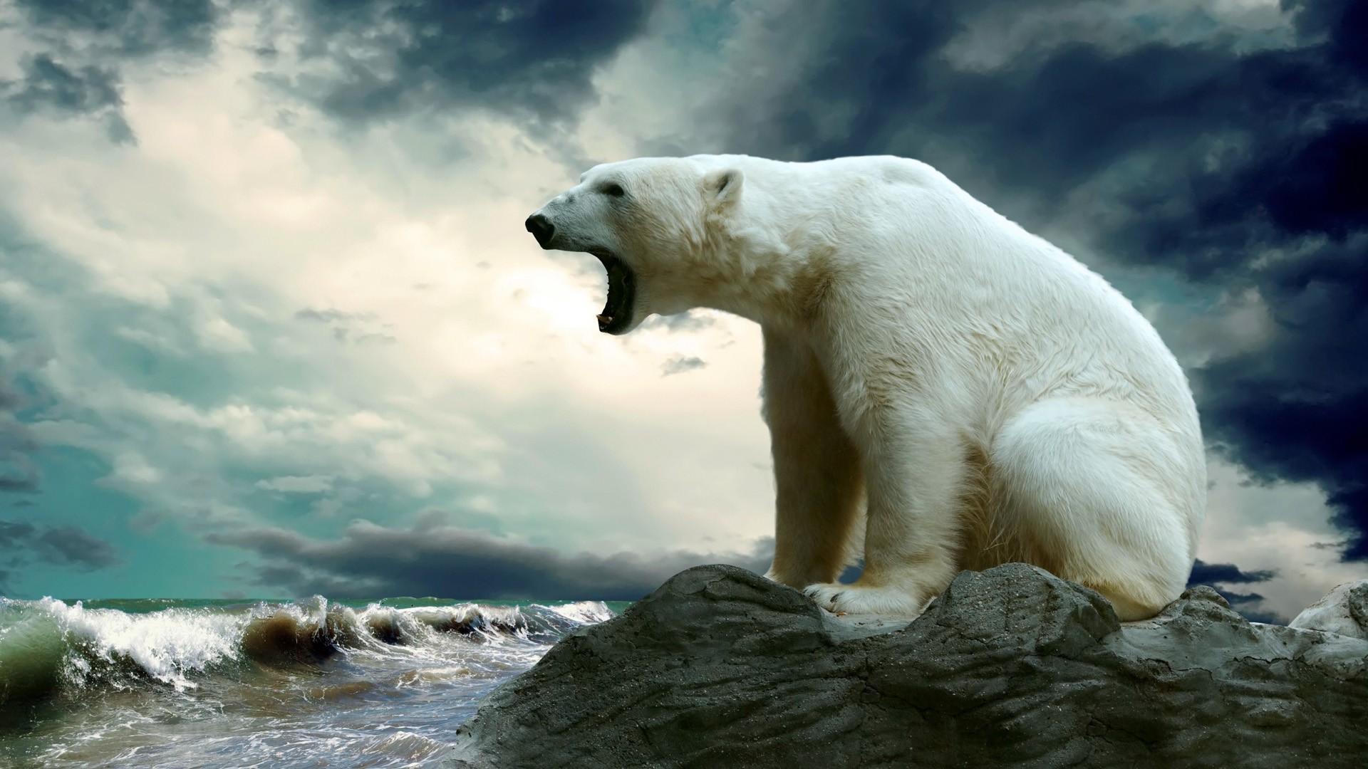 nature, Animals, Polar Bears Wallpaper