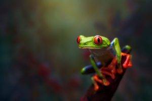 animals, Frog, Amphibian, Red Eyed Tree Frogs
