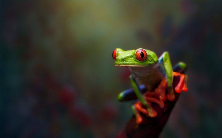 animals, Frog, Amphibian, Red Eyed Tree Frogs HD Wallpaper Desktop Background