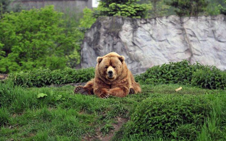 animals, Bears HD Wallpaper Desktop Background