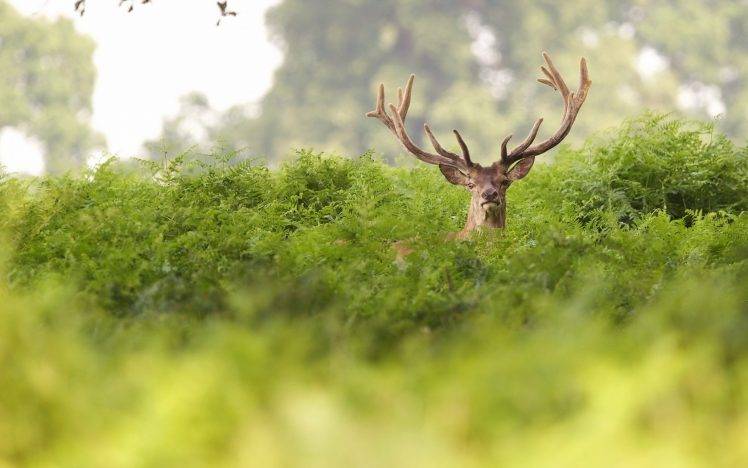 animals, Deer, Depth Of Field HD Wallpaper Desktop Background
