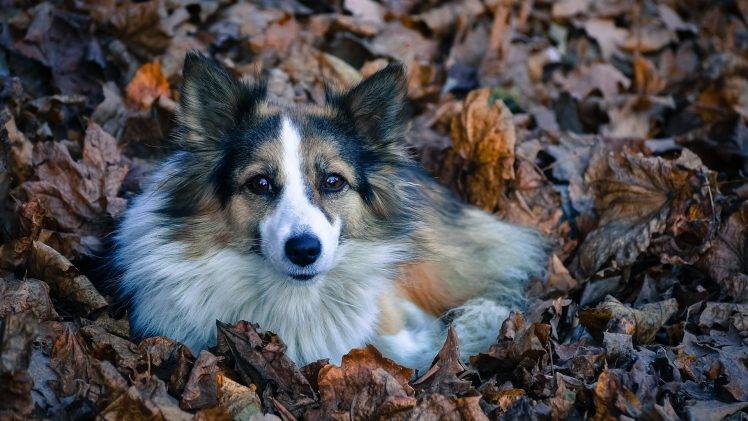 animals, Dog, Leaves HD Wallpaper Desktop Background
