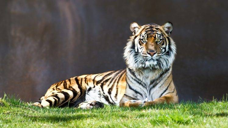 animals, Tiger HD Wallpaper Desktop Background
