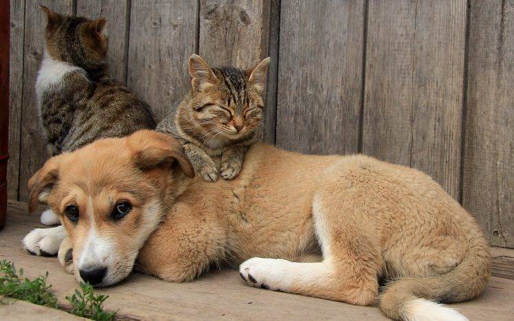 animals, Cat, Dog HD Wallpaper Desktop Background