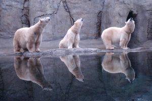 animals, Polar Bears, Reflection