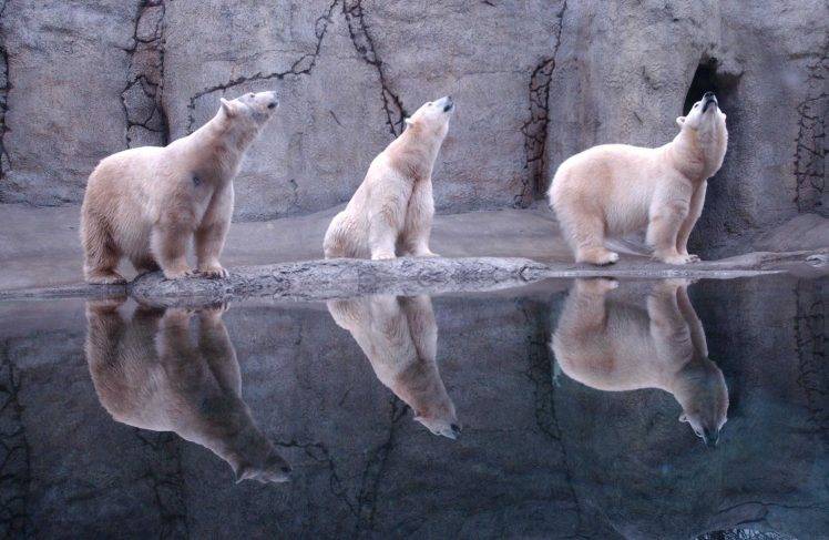 animals, Polar Bears, Reflection HD Wallpaper Desktop Background