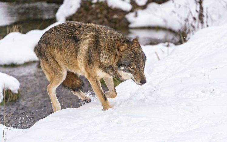 animals, Nature, Wolf, Snow, River HD Wallpaper Desktop Background