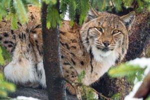 animals, Nature, Leopard, Lynx