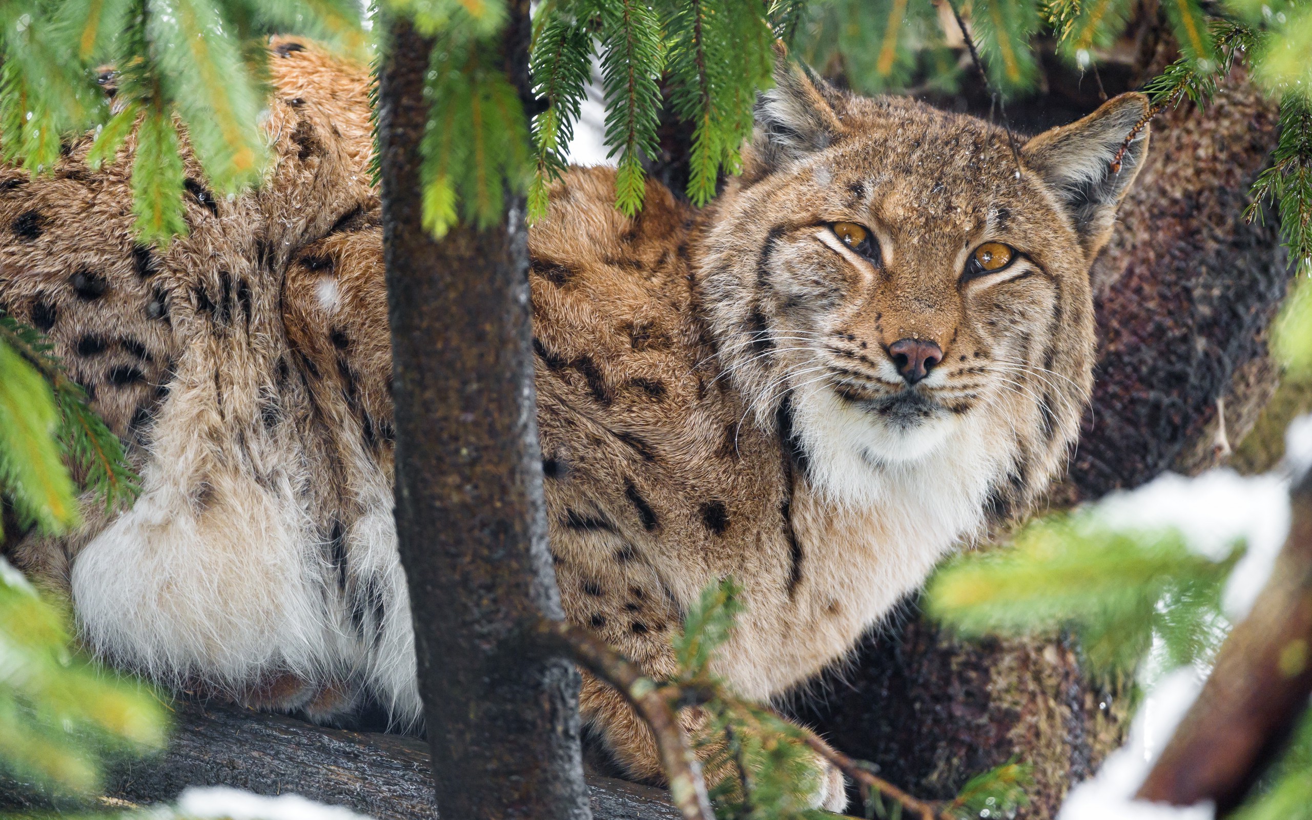animals, Nature, Leopard, Lynx Wallpaper