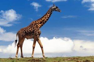 animals, Nature, Giraffes