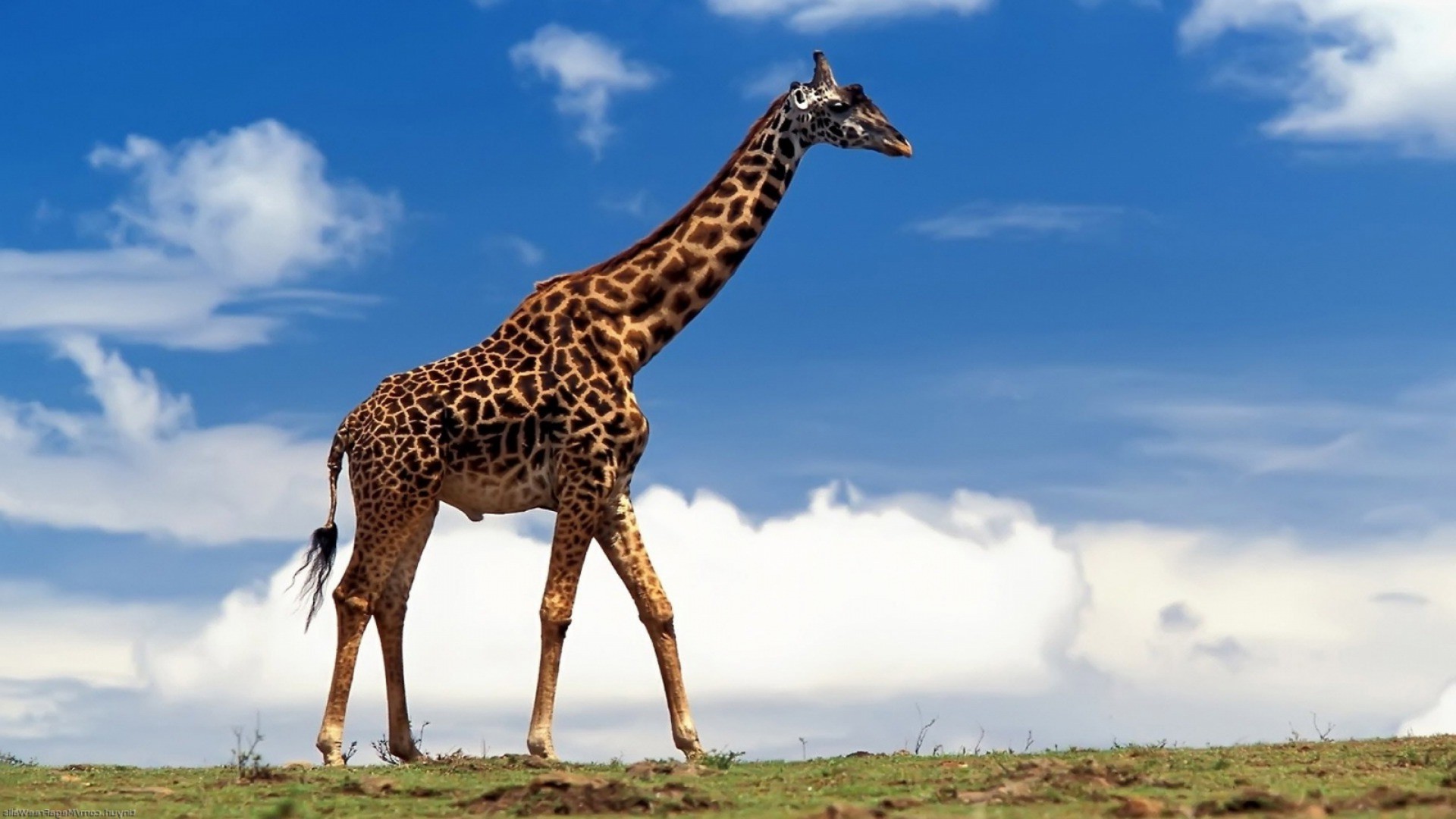 animals, Nature, Giraffes Wallpaper