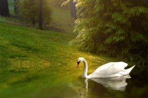 animals, Nature, Swans, Birds, Reflection, Lake