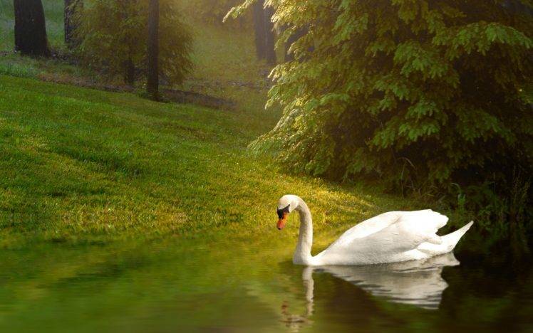 animals, Nature, Swans, Birds, Reflection, Lake HD Wallpaper Desktop Background