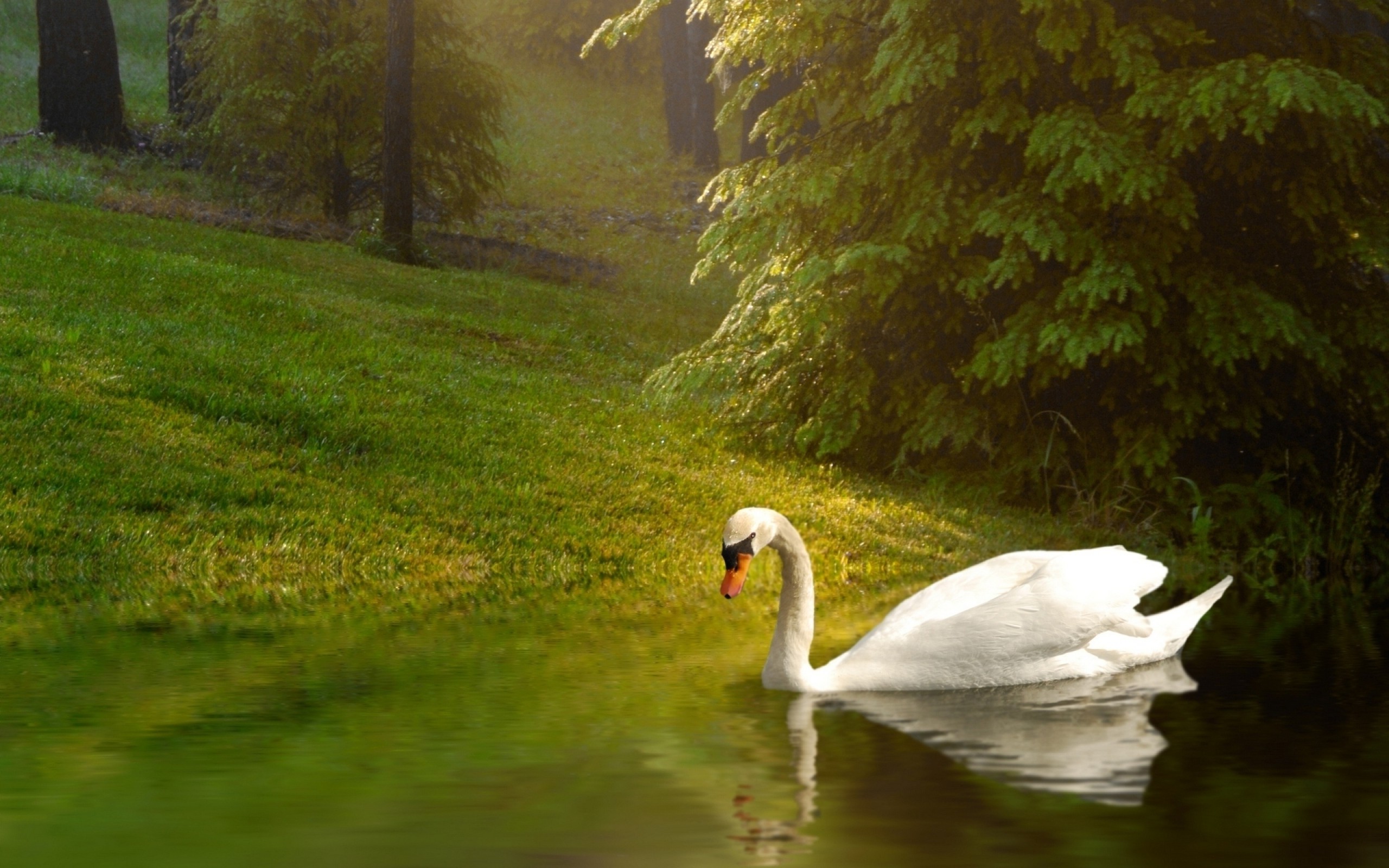 animals, Nature, Swans, Birds, Reflection, Lake Wallpaper