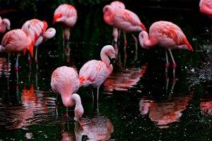 animals, Nature, Ripples, Flamingos, Birds, Depth Of Field, Water