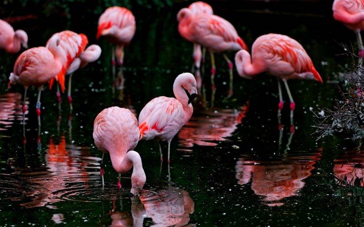 animals, Nature, Ripples, Flamingos, Birds, Depth Of Field, Water HD Wallpaper Desktop Background