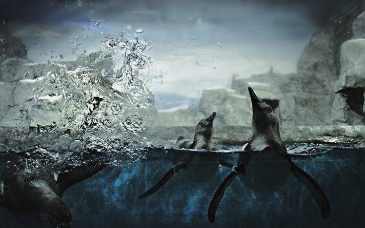 animals, Nature, Underwater, Penguins HD Wallpaper Desktop Background