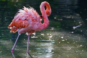 animals, Nature, Flamingos, Ripples, Birds