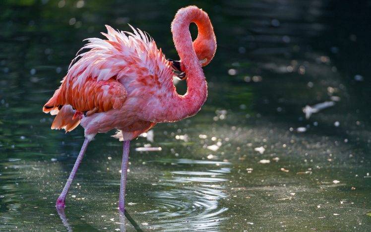 animals, Nature, Flamingos, Ripples, Birds HD Wallpaper Desktop Background