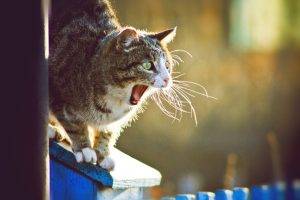 animals, Cat, Yawning