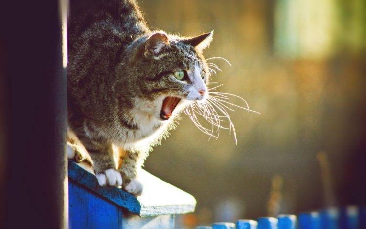 animals, Cat, Yawning HD Wallpaper Desktop Background