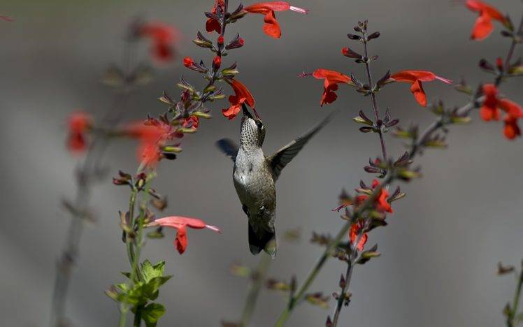 animals, Nature, Birds, Hummingbirds, Flowers HD Wallpaper Desktop Background