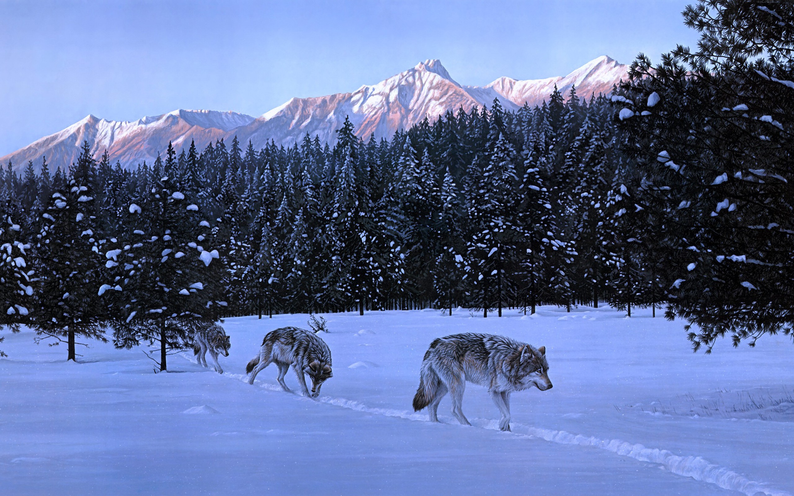 animals, Nature, Wolf Wallpaper