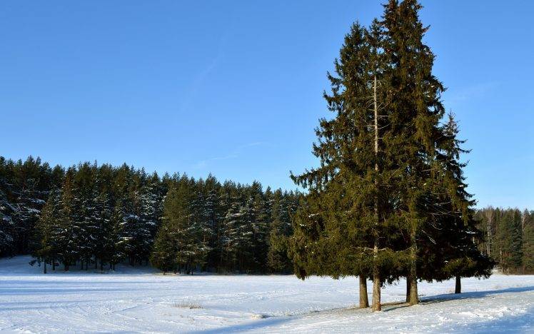 nature, Landscape, Snow, Forest, Trees HD Wallpaper Desktop Background