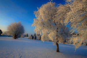 nature, Landscape, Snow, Trees