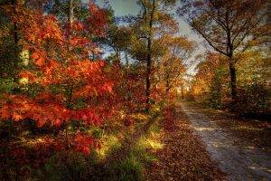 nature, Landscape, Path, Leaves, Colorful, Trees, Forest
