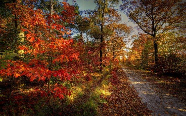 nature, Landscape, Path, Leaves, Colorful, Trees, Forest HD Wallpaper Desktop Background