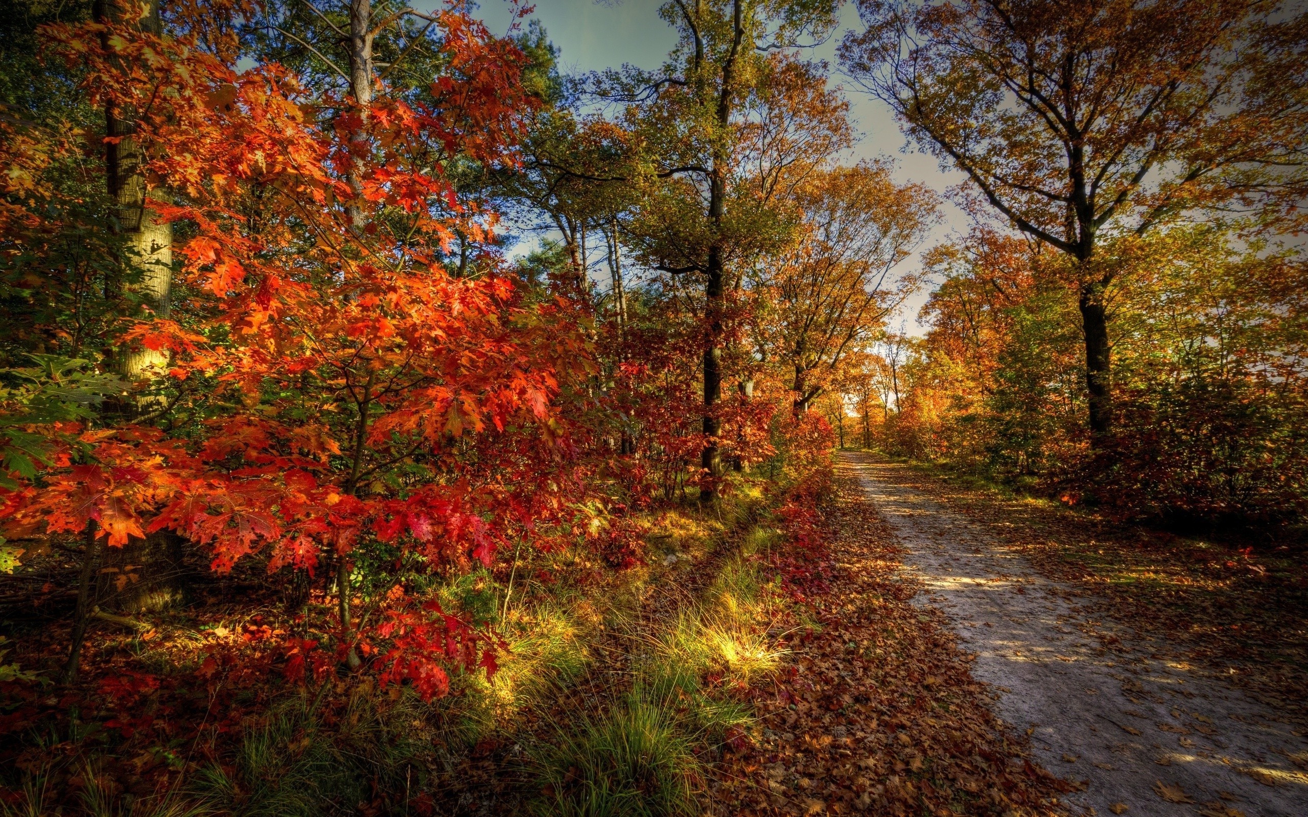 nature, Landscape, Path, Leaves, Colorful, Trees, Forest Wallpaper