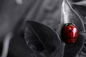 nature, Animals, Ladybugs, Selective Coloring, Insect