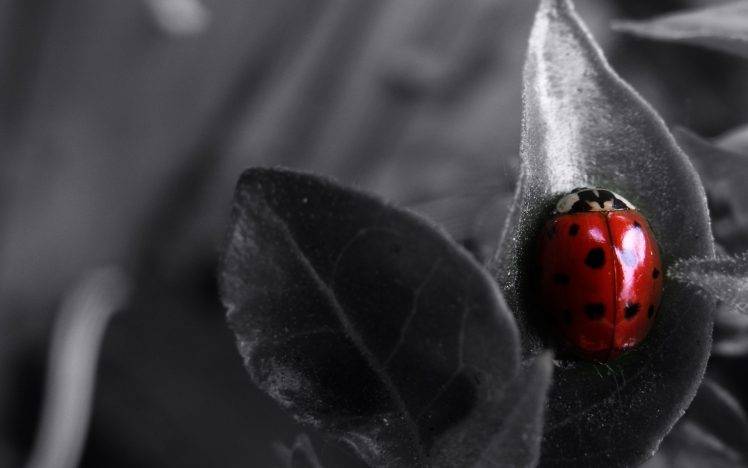 nature, Animals, Ladybugs, Selective Coloring, Insect HD Wallpaper Desktop Background