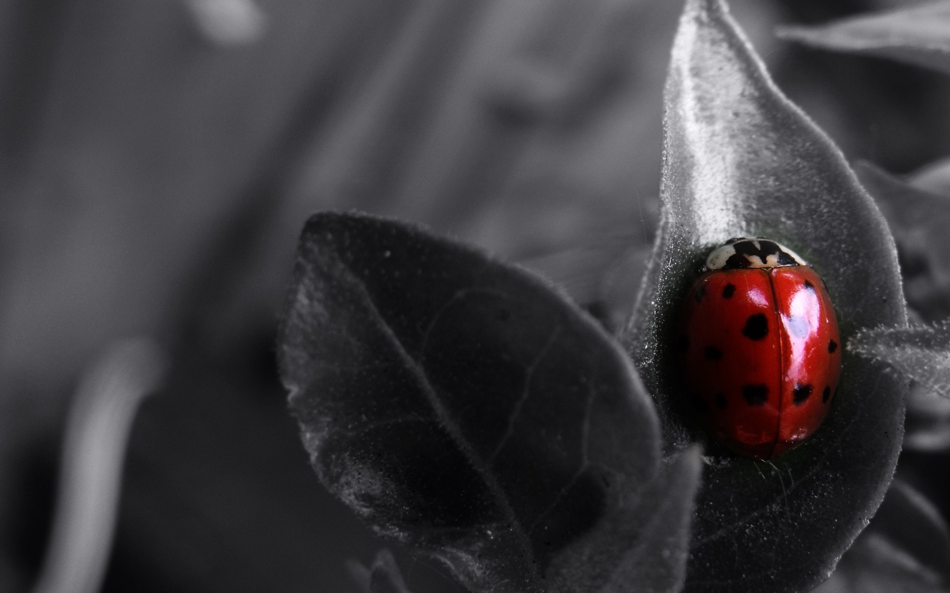 nature, Animals, Ladybugs, Selective Coloring, Insect Wallpaper