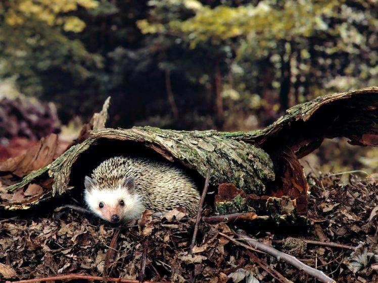 nature, Animals, Hedgehog HD Wallpaper Desktop Background