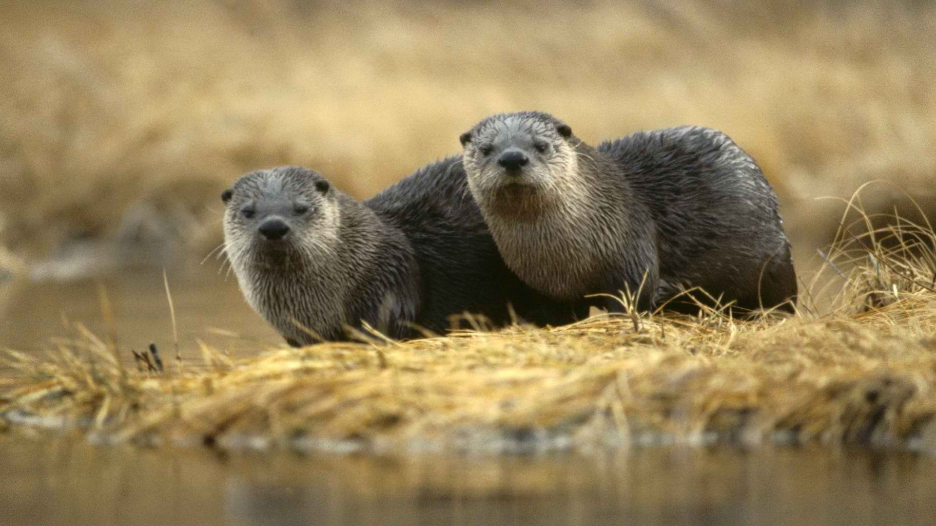 nature, Animals, Otters Wallpaper