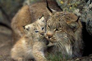 nature, Animals, Lynx, Cat